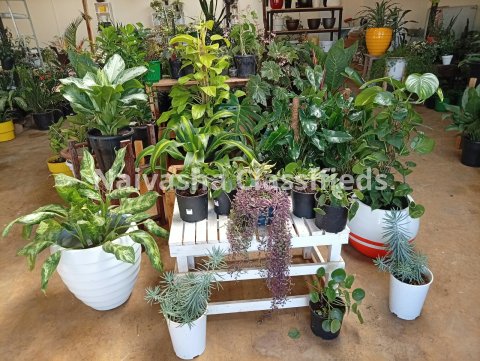 Live plants & pots 10