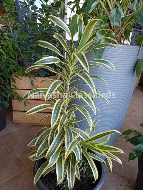 Live plants & pots 8