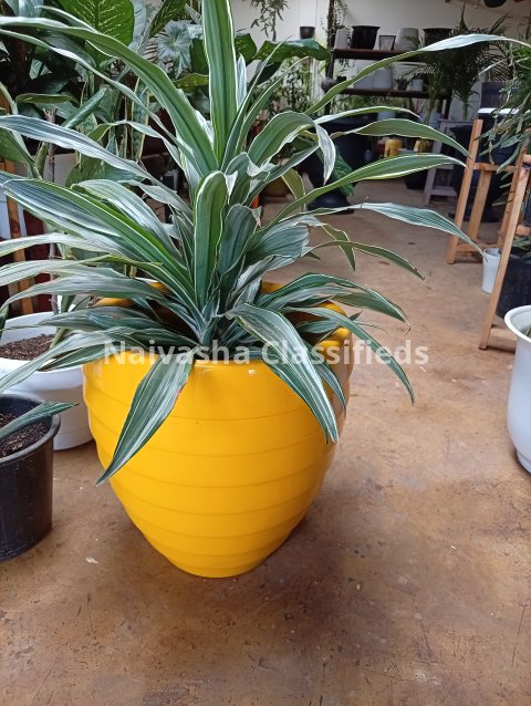 Indoor plants