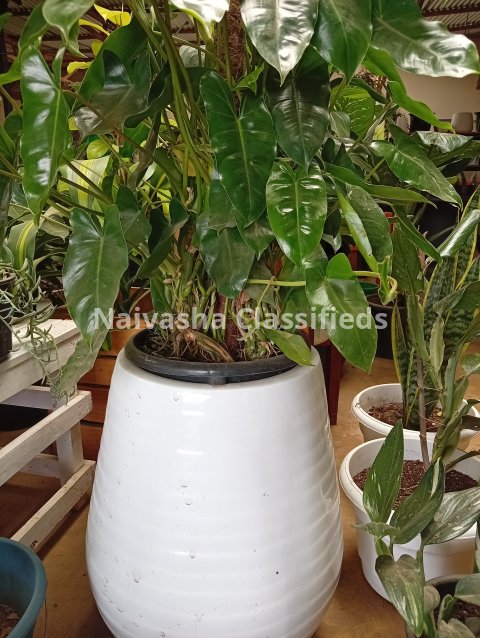 Indoor plants