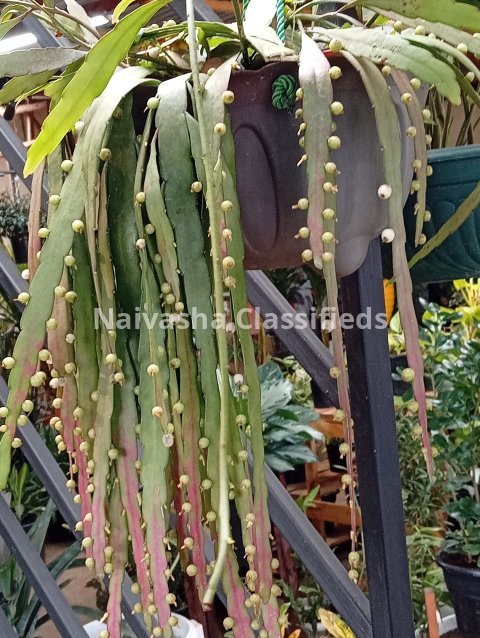 Hunging plants