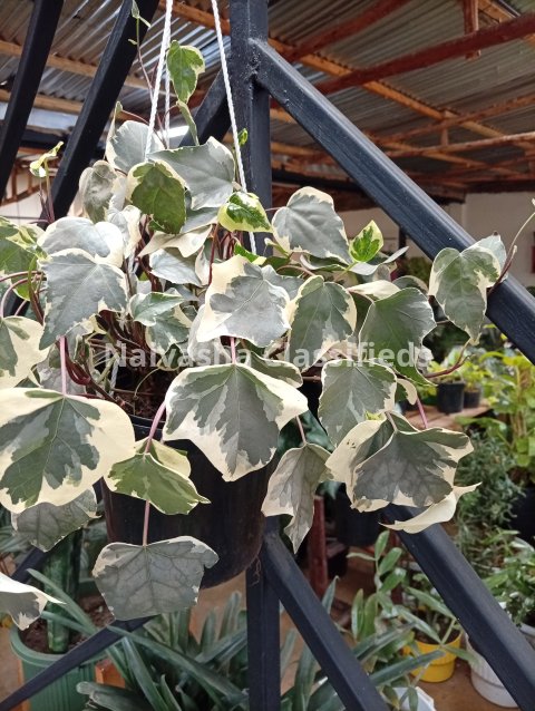 Hunging plants 10