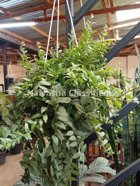 Hunging plants 9