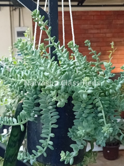 Hunging plants 8