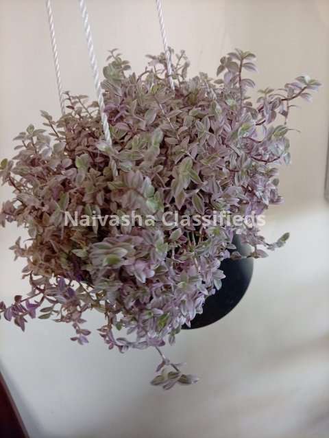 Hunging plants 6