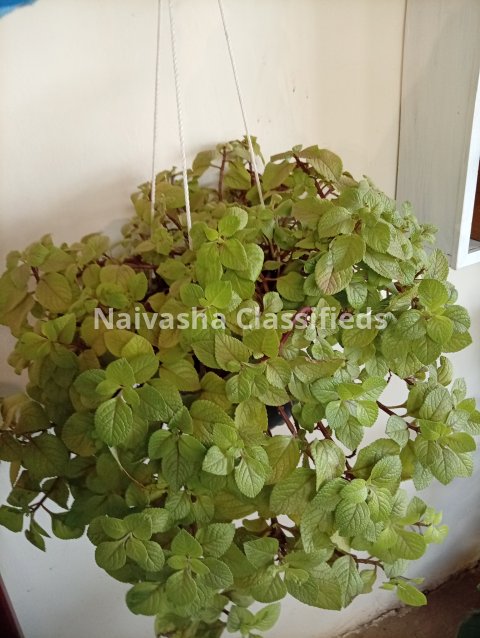 Hunging plants 5