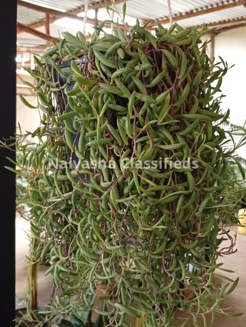 Hunging plants 4