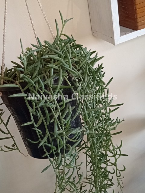 Hunging plants 3