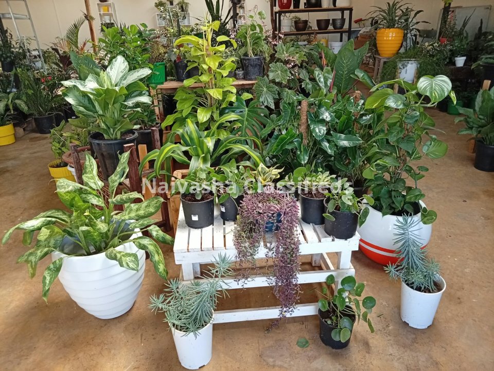 Live plants & pots
