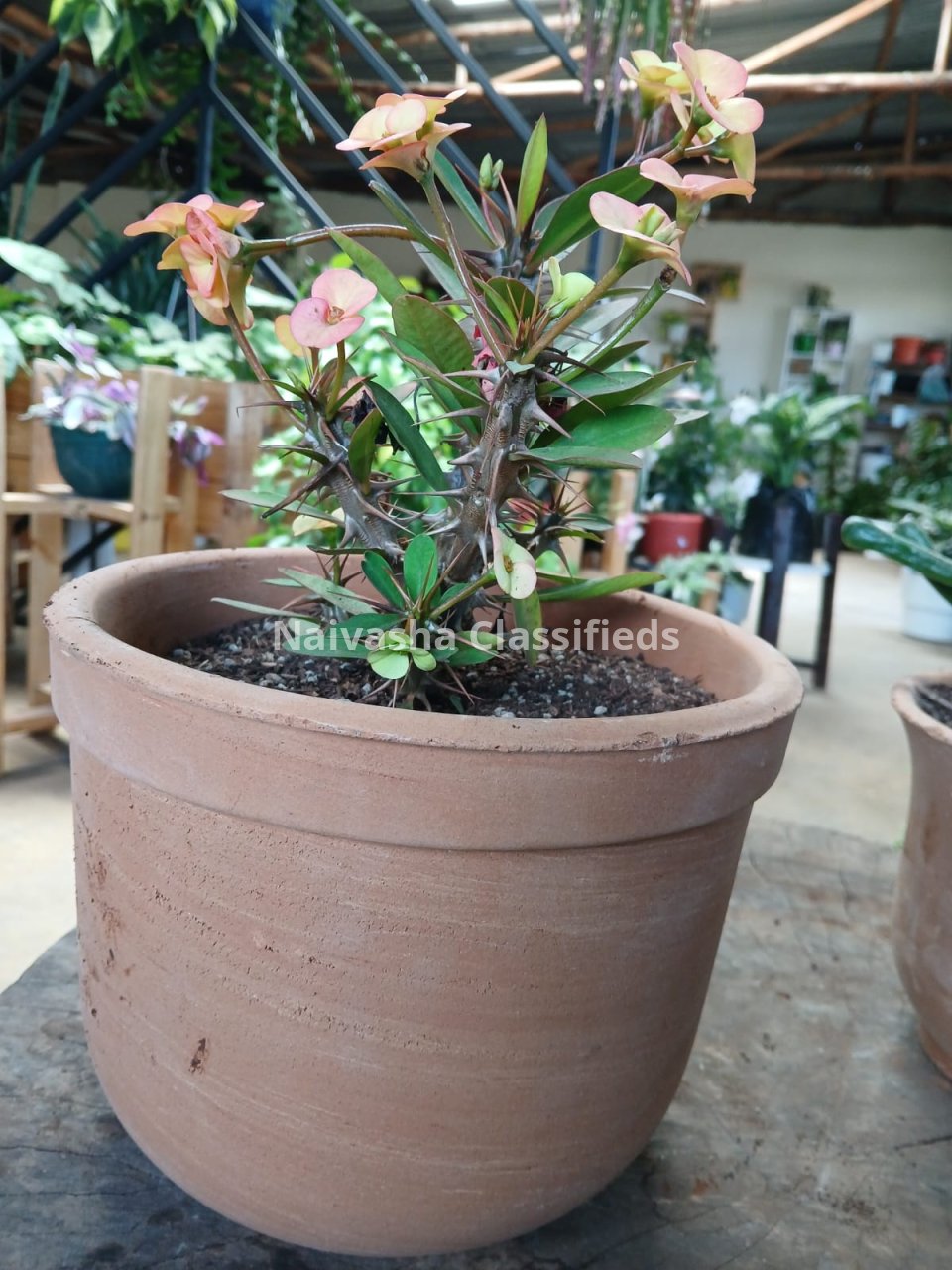 Live plants & pots