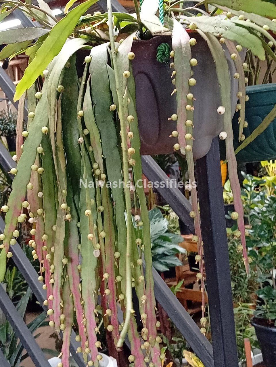 Hunging plants