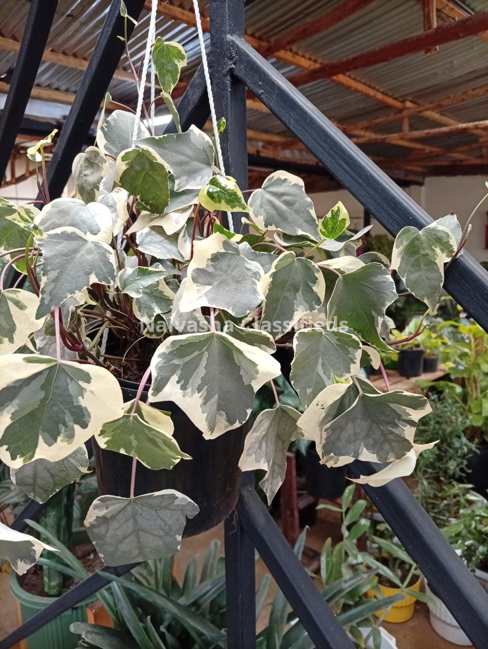 Hunging plants