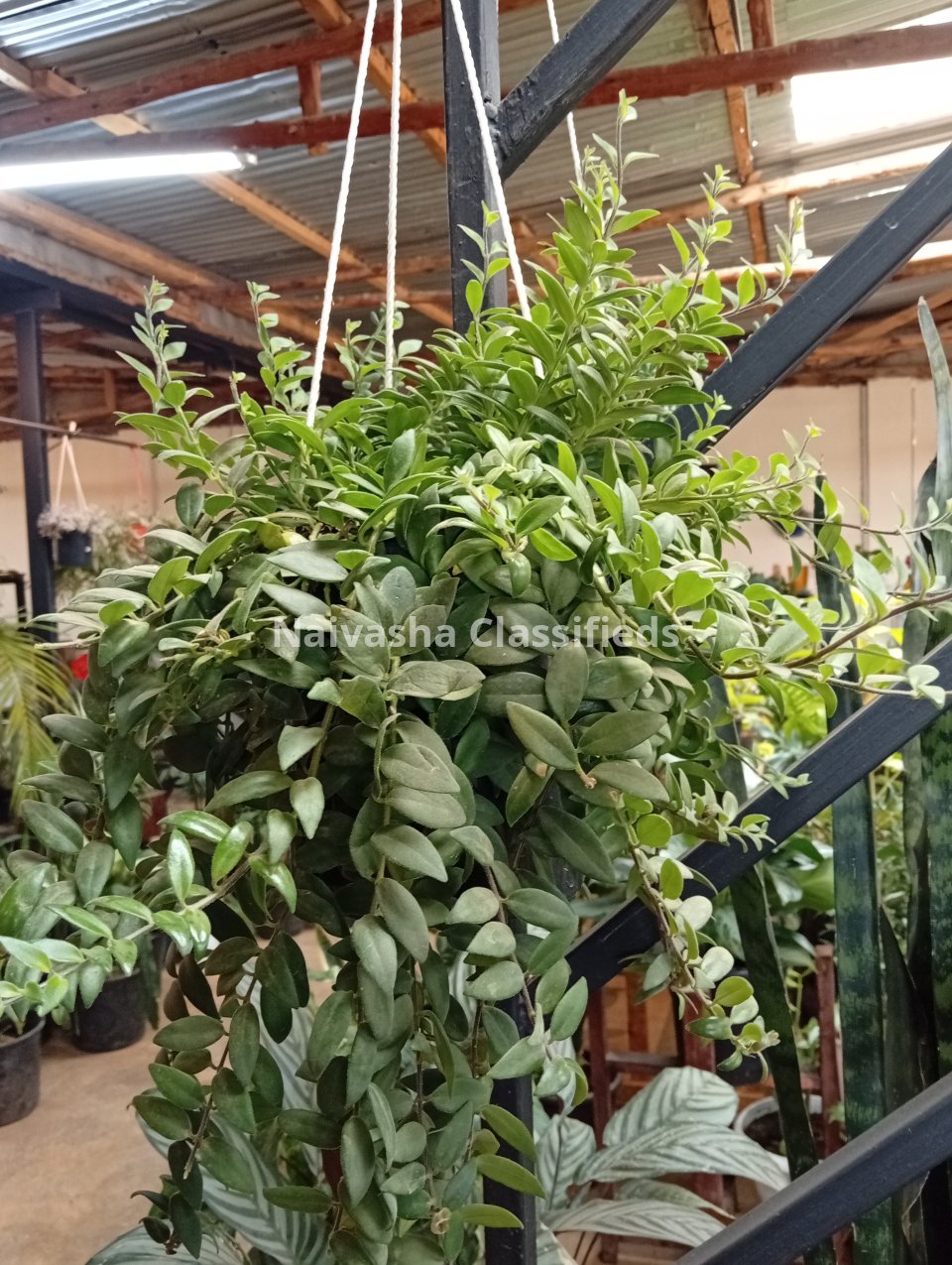 Hunging plants