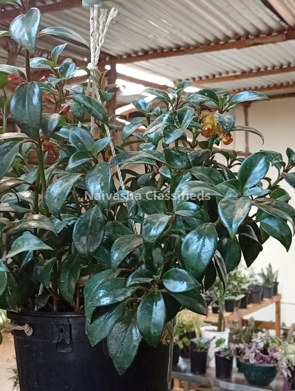 Hunging plants