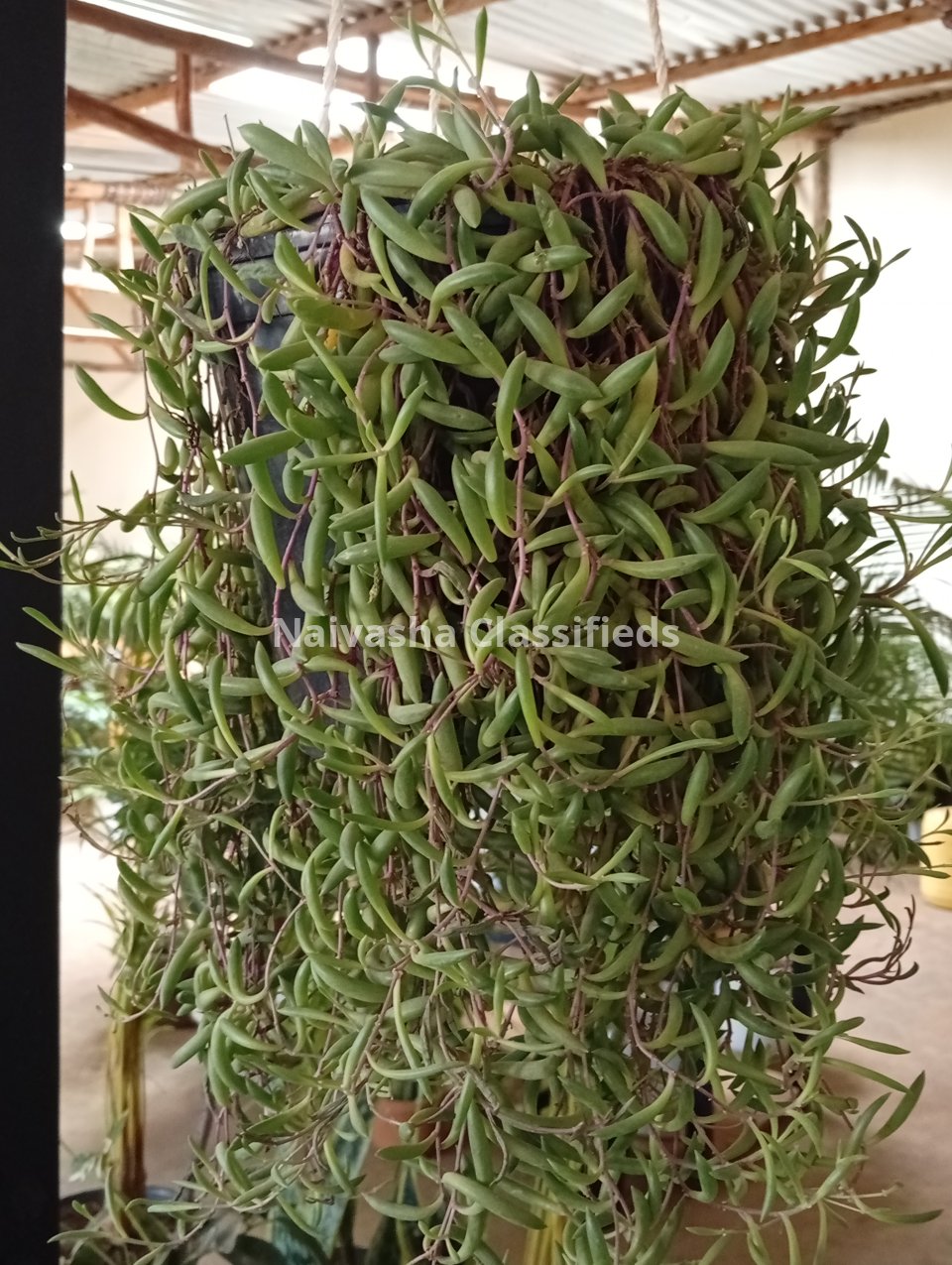 Hunging plants