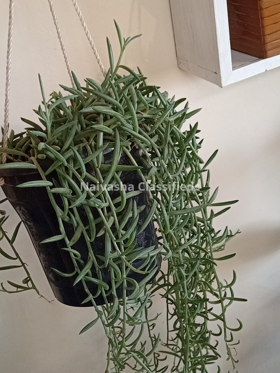 Hunging plants