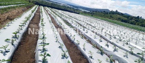 Mulching Paper in Naivasha